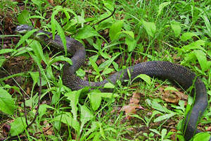Black Rat Snake - photo by: Ken W. Watson
