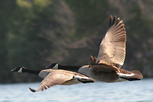 Canada Geese - photo by: Ken W. Watson
