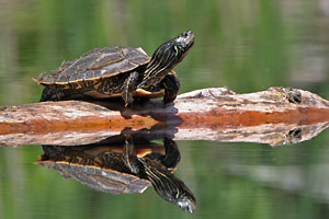 Map Turtle - photo by: Ken W. Watson