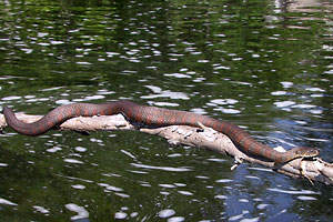 Northern Water Snake - photo by: Ken W. Watson