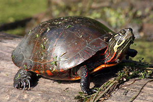 Midland Painted Turtle - photo by: Ken W. Watson