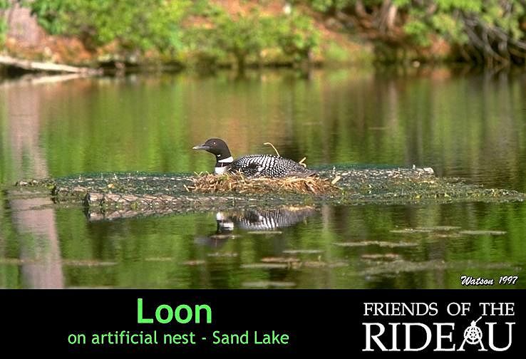 Loon on Artificial Nest